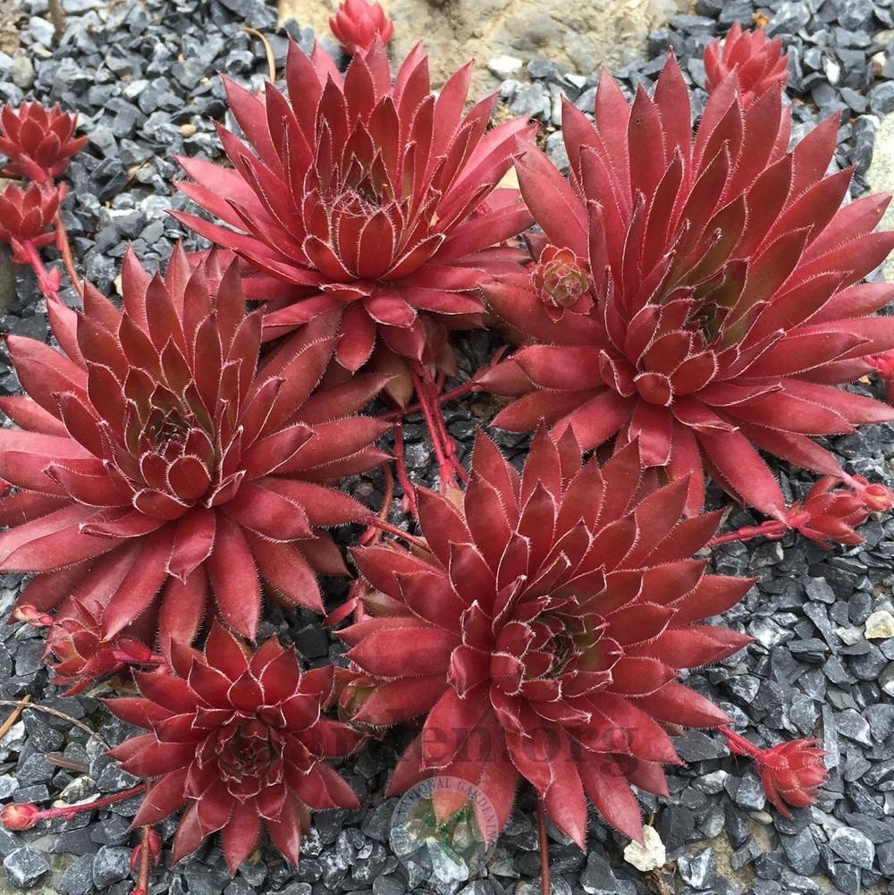 Photo of Hen and Chicks (Sempervivum 'Pacific Charm') uploaded by Patty