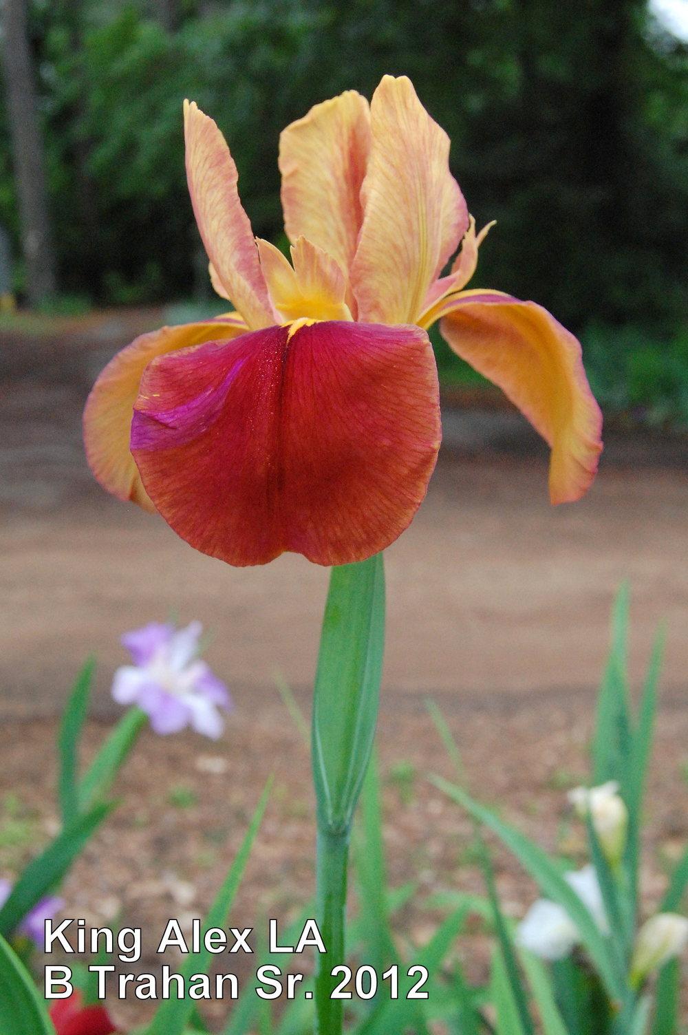 Photo of Louisiana Iris (Iris 'King Alex') uploaded by coboro