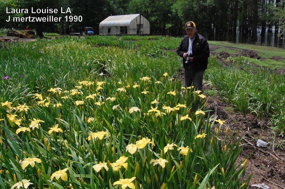 Photo of Louisiana Iris (Iris 'Laura Louise') uploaded by coboro