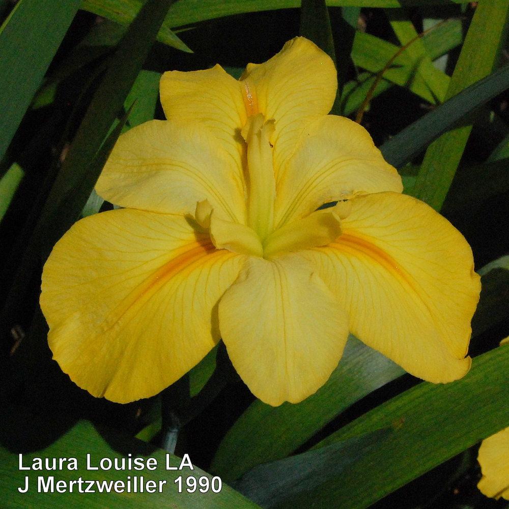 Photo of Louisiana Iris (Iris 'Laura Louise') uploaded by coboro
