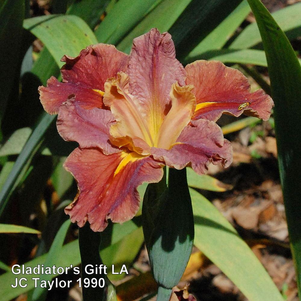 Photo of Louisiana Iris (Iris 'Gladiator's Gift') uploaded by coboro