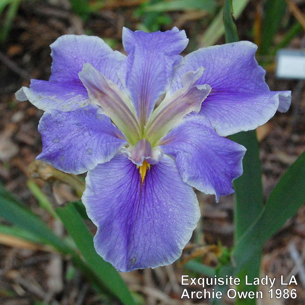 Photo of Louisiana Iris (Iris 'Exquisite Lady') uploaded by coboro