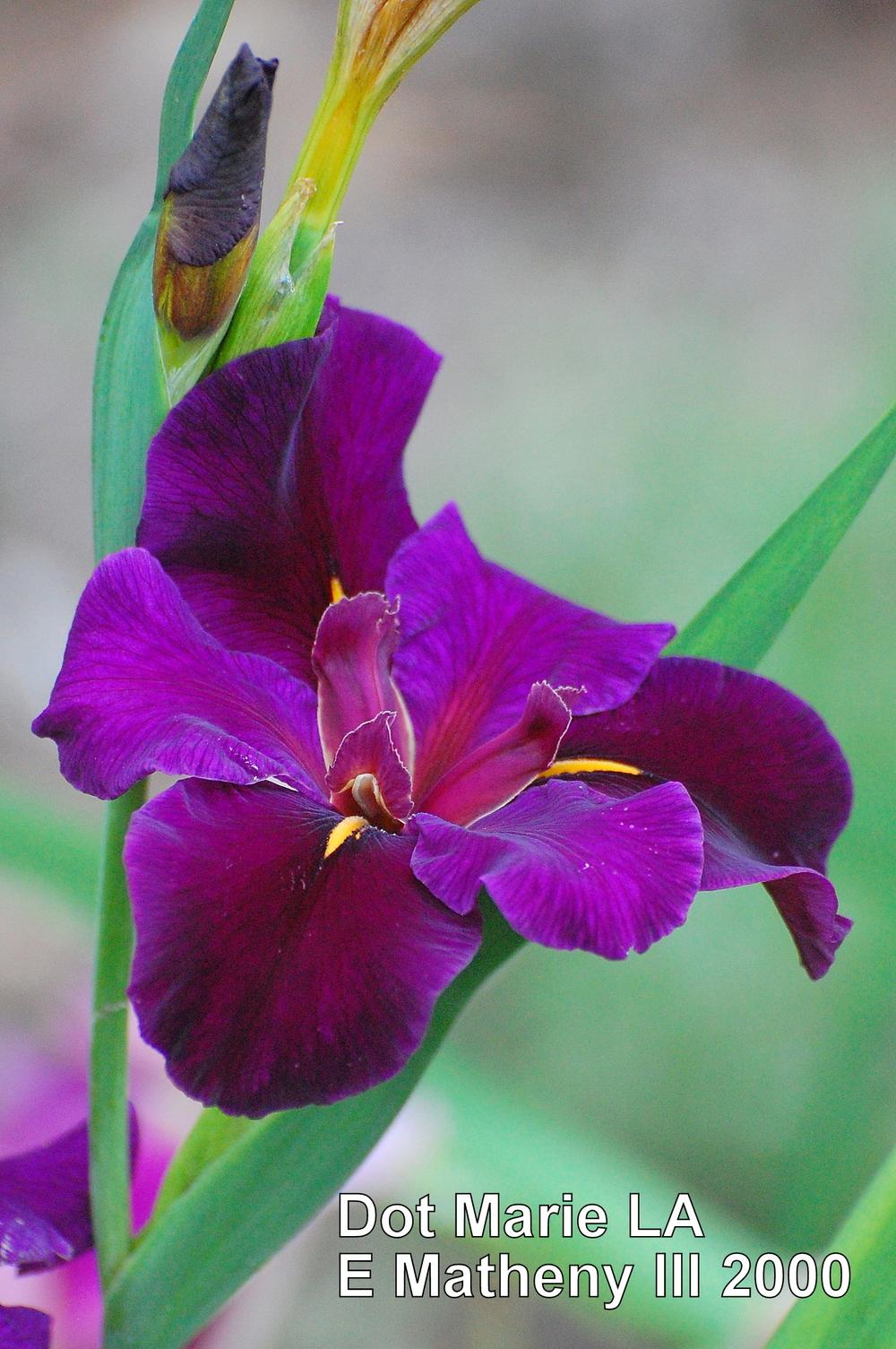 Photo of Louisiana Iris (Iris 'Dot Marie') uploaded by coboro