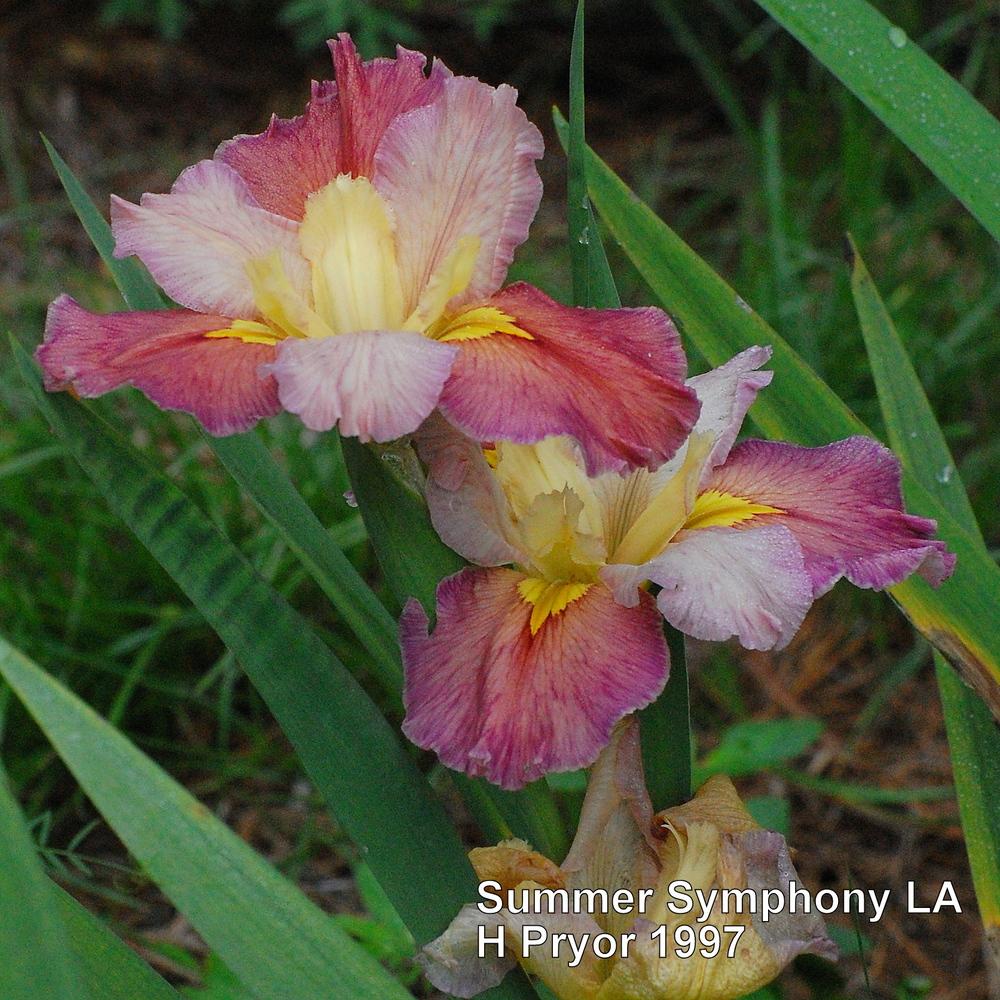 Photo of Louisiana Iris (Iris 'Summer Symphony') uploaded by coboro