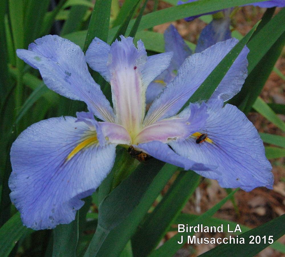 Photo of Louisiana Iris (Iris 'Birdland') uploaded by coboro