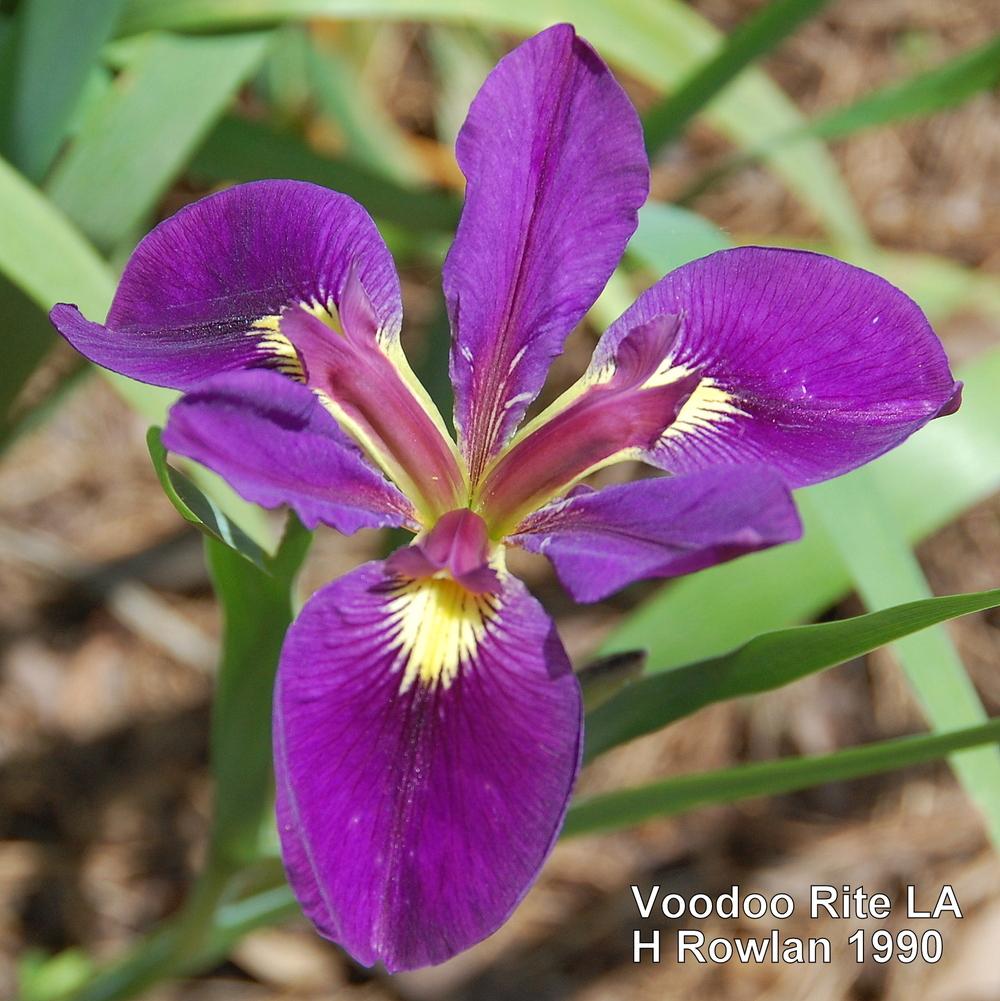 Photo of Louisiana Iris (Iris 'Voodoo Rite') uploaded by coboro