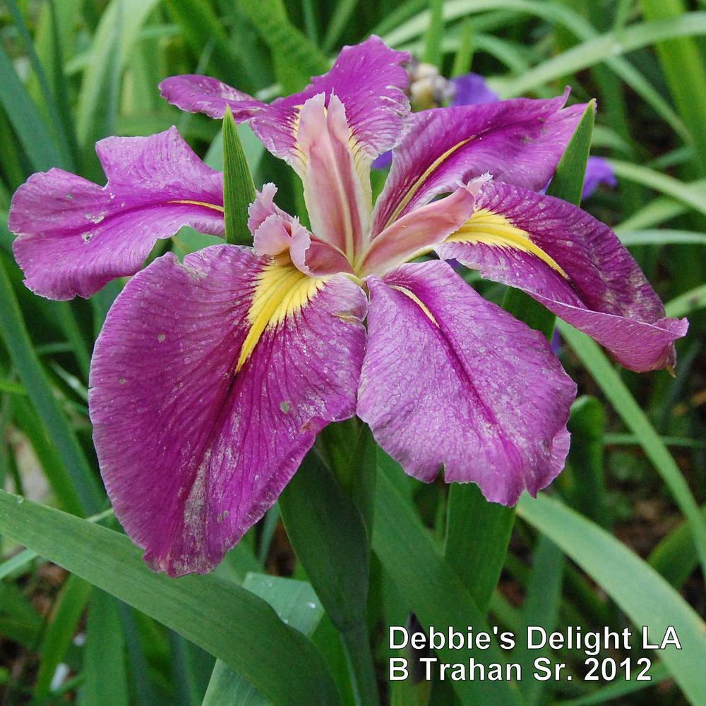 Photo of Louisiana Iris (Iris 'Debbie's Delight') uploaded by coboro
