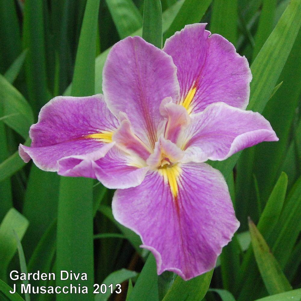 Photo of Louisiana Iris (Iris 'Garden Diva') uploaded by coboro