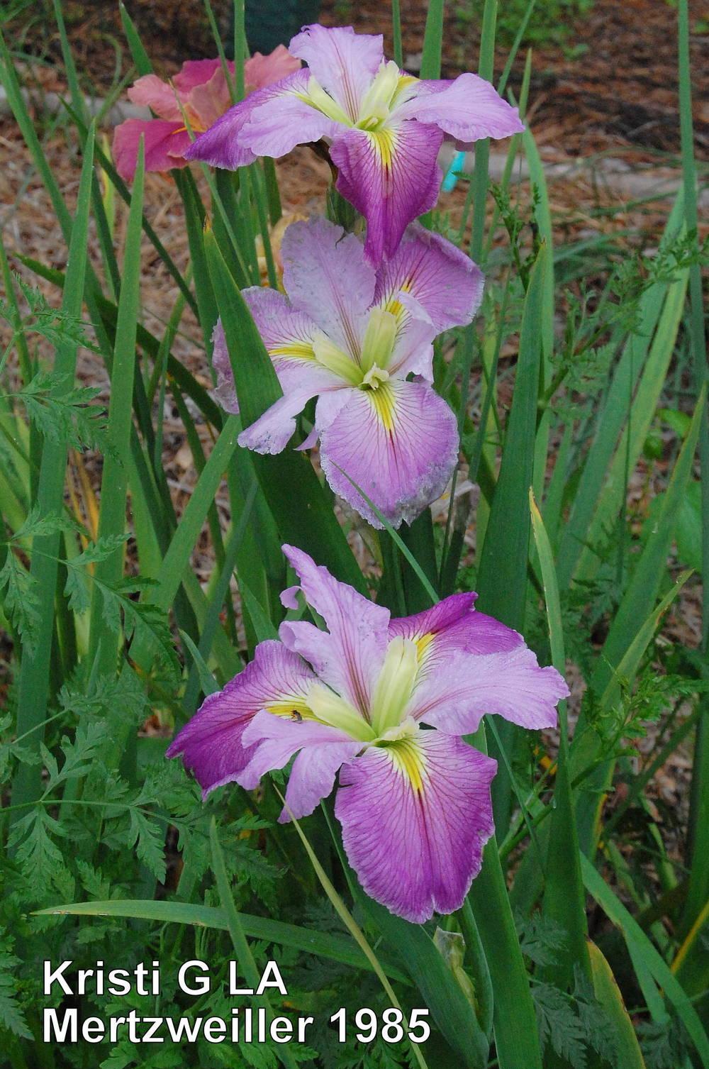 Photo of Louisiana Iris (Iris 'Kristi G') uploaded by coboro