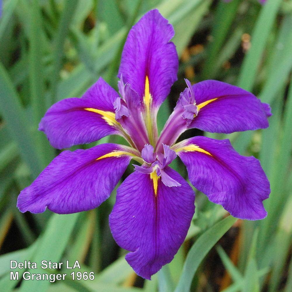 Photo of Louisiana Iris (Iris 'Delta Star') uploaded by coboro