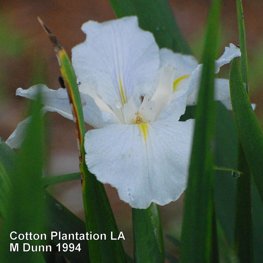 Photo of Louisiana Iris (Iris 'Cotton Plantation') uploaded by coboro
