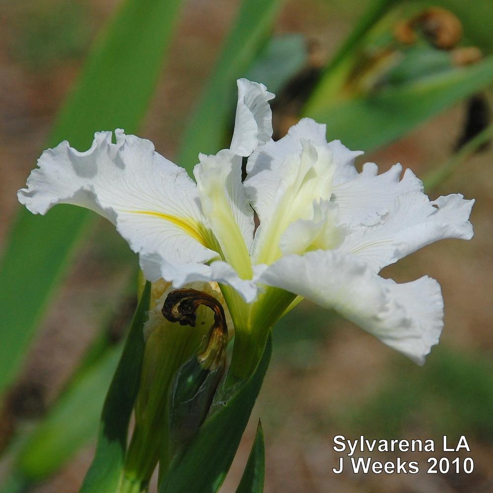 Photo of Louisiana Iris (Iris 'Sylvarena') uploaded by coboro