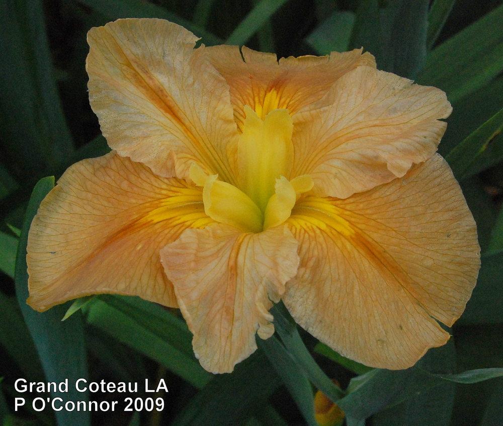 Photo of Louisiana Iris (Iris 'Grand Coteau') uploaded by coboro