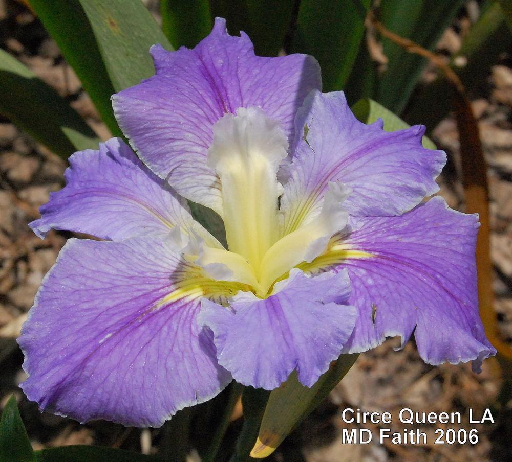 Photo of Louisiana Iris (Iris 'Circe Queen') uploaded by coboro