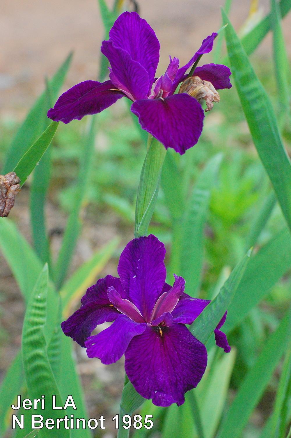 Photo of Louisiana Iris (Iris 'Jeri') uploaded by coboro