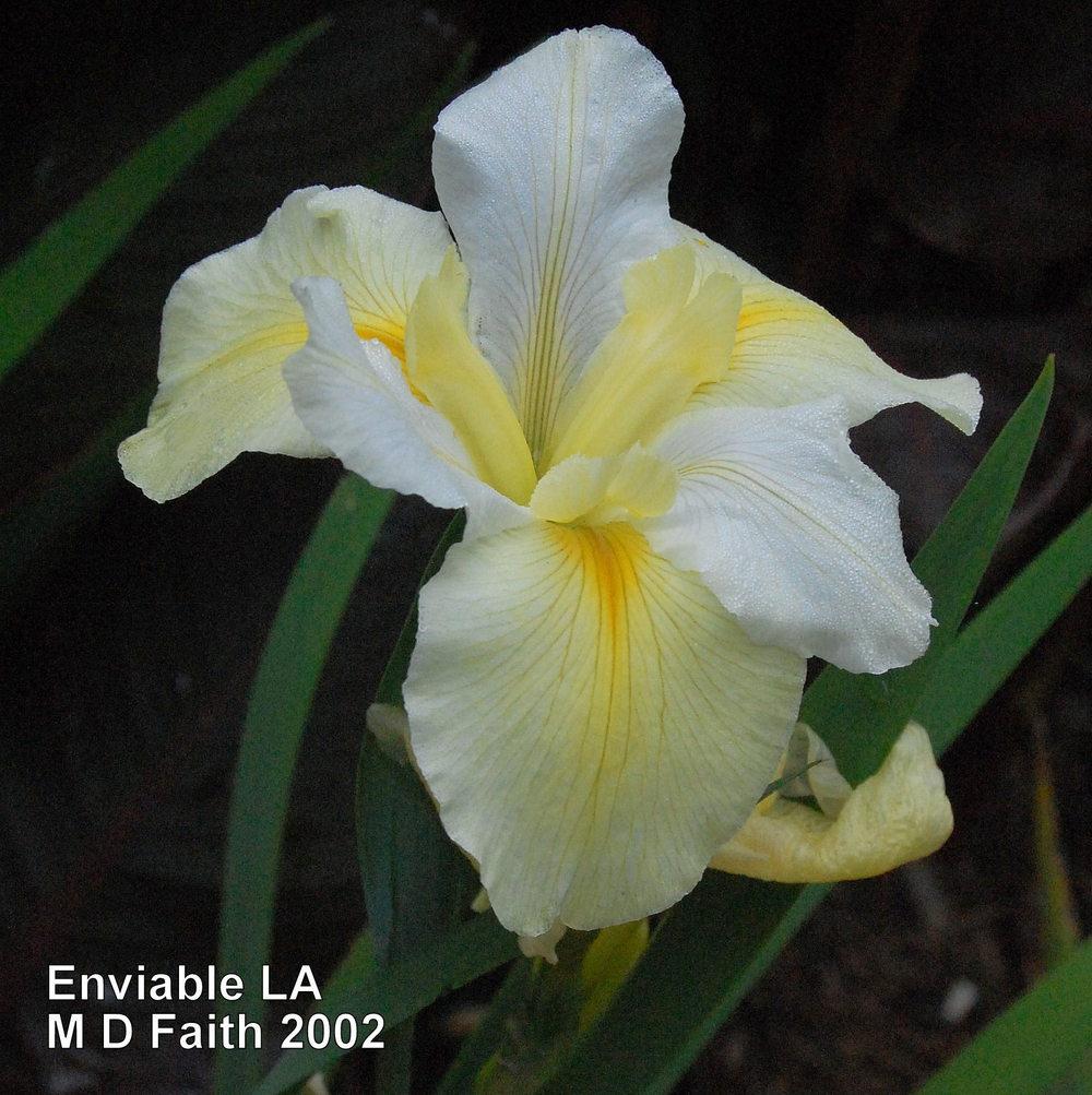 Photo of Louisiana Iris (Iris 'Enviable') uploaded by coboro