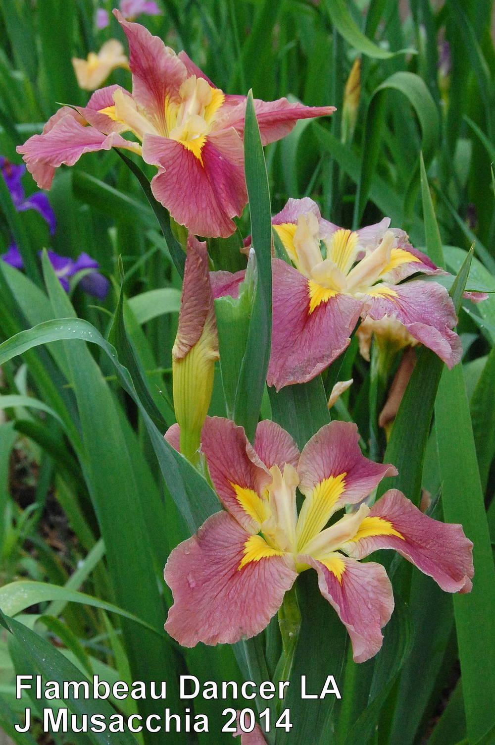 Photo of Louisiana Iris (Iris 'Flambeau Dancer') uploaded by coboro