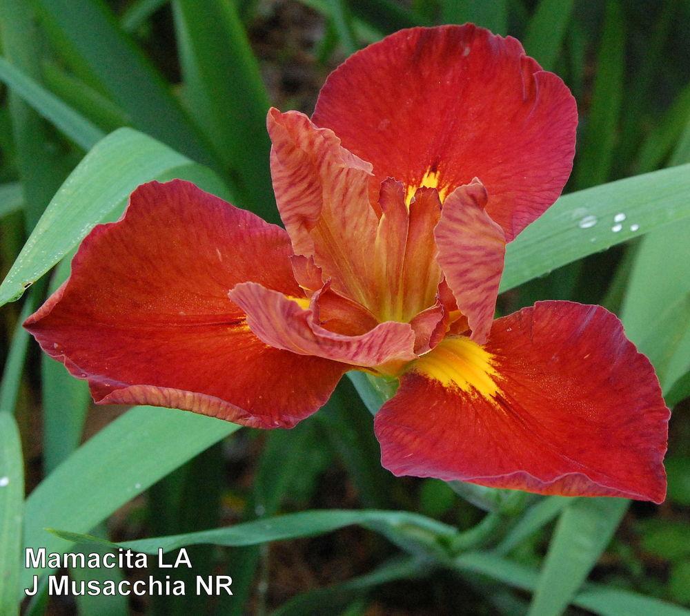 Photo of Louisiana Iris (Iris 'Mamacita') uploaded by coboro