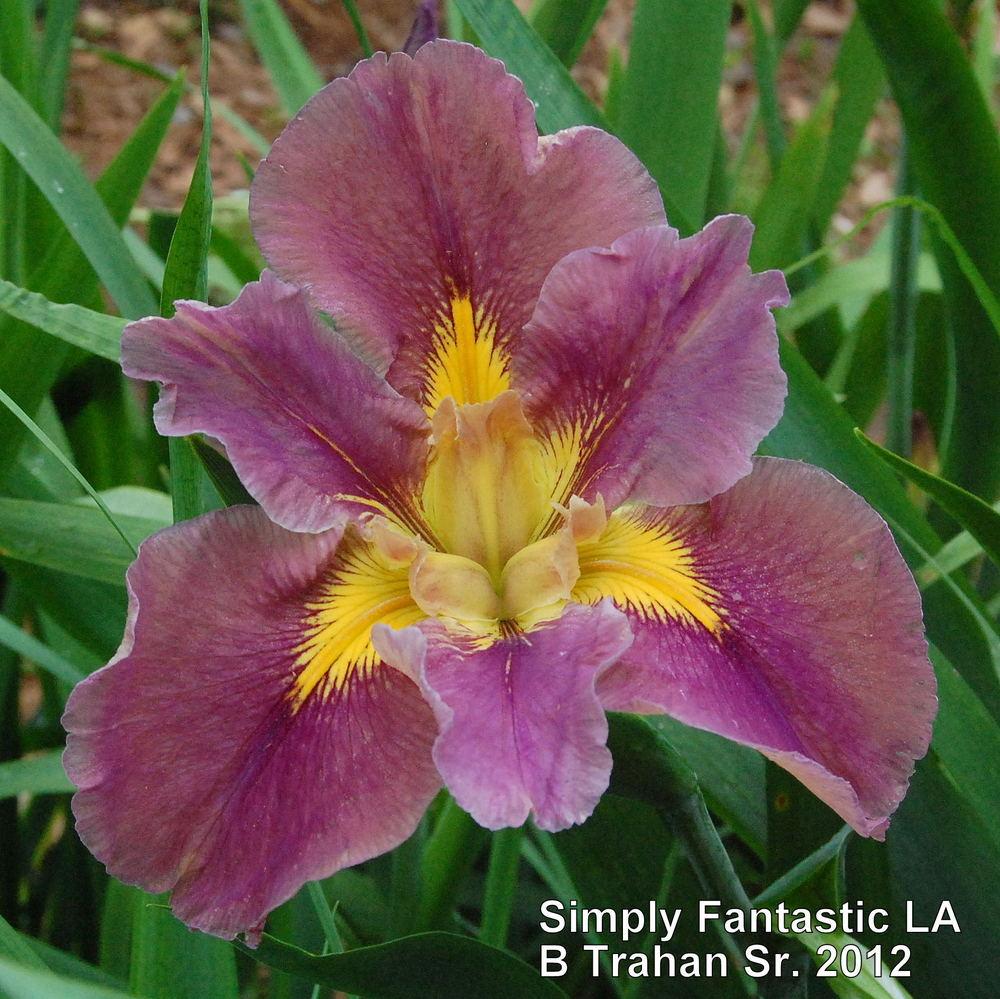 Photo of Louisiana Iris (Iris 'Simply Fantastic') uploaded by coboro