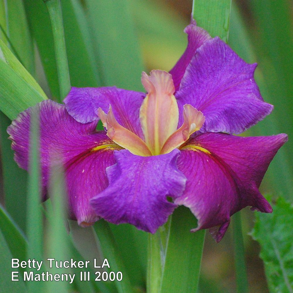Photo of Louisiana Iris (Iris 'Betty Tucker') uploaded by coboro