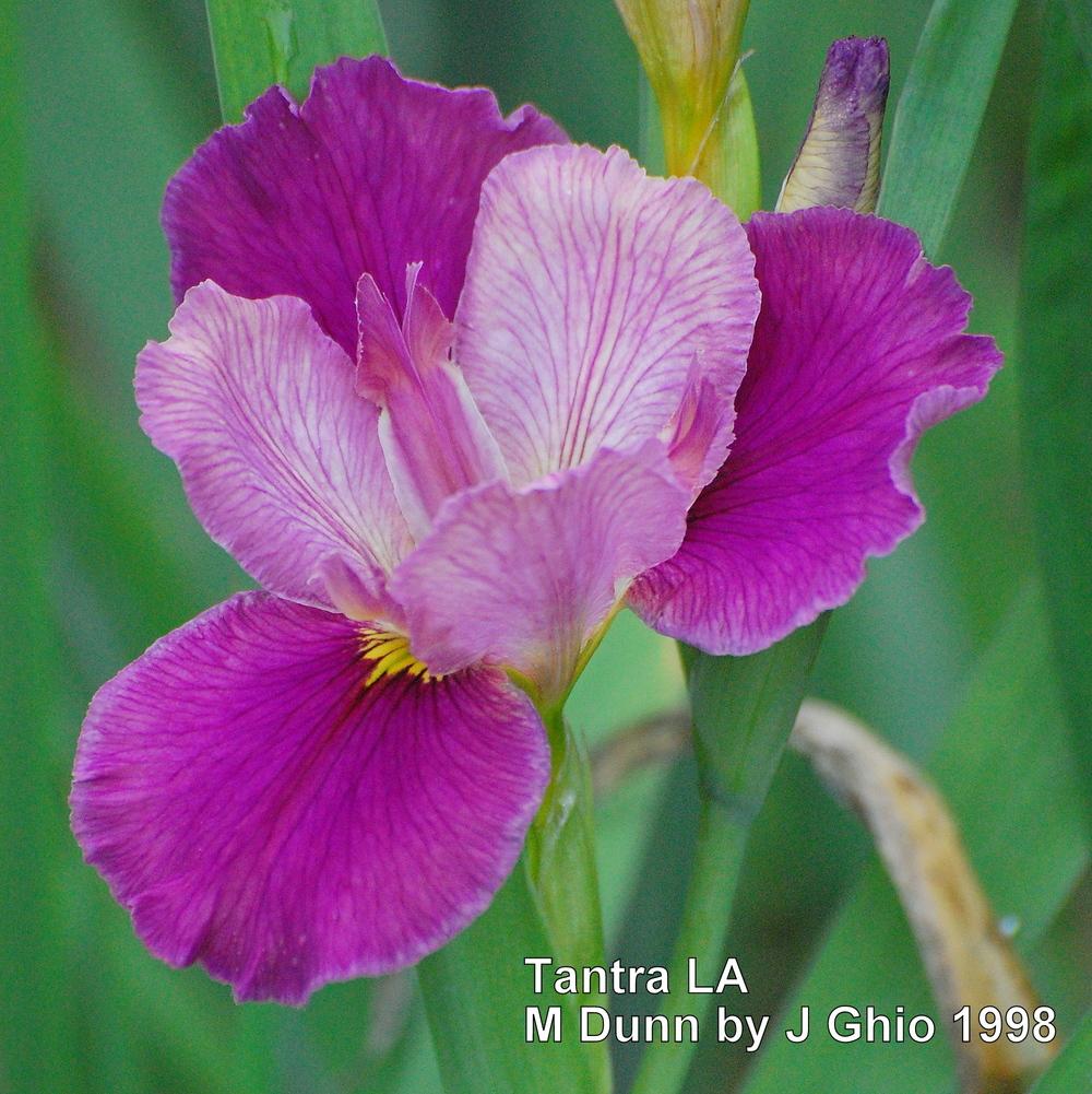 Photo of Louisiana Iris (Iris 'Tantra') uploaded by coboro