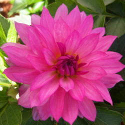 Location: WA
Date: Summer
Blooms are a bright fuchsia purple fading to a lighter pink.