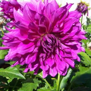 This is a very large dahlia 10 to 12 inch diameter it has shades 