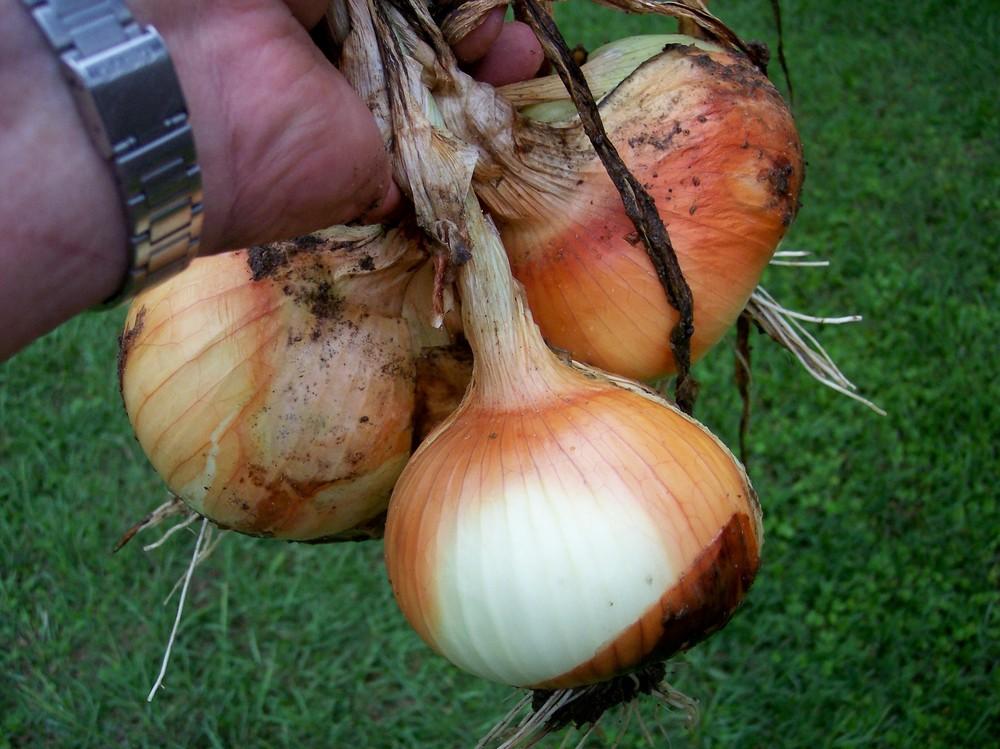 Photo of Onion (Allium cepa 'Phoenix') uploaded by farmerdill