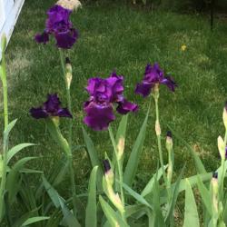 Location: my zone 5 garden
Date: 2016-05-25
This is the 2nd year for this one and it reblooms.  Tons of bloom