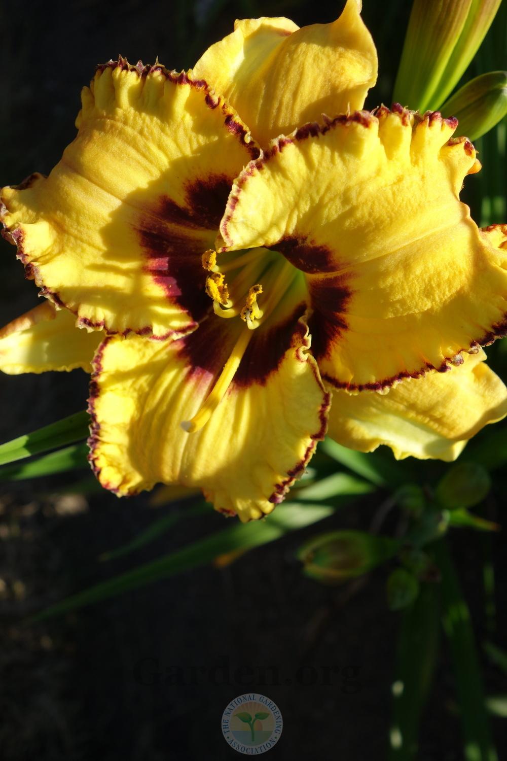 Photo of Daylily (Hemerocallis 'Wickedly Wild and Wonderful') uploaded by springcolor