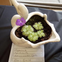 Location: At the Bay Area Carnivore Plant Society Show 2016 - Lakeside Garden Center in Oakland, CA
Date: 2016-06-04
A beautiful Pinguicula cyclosecta