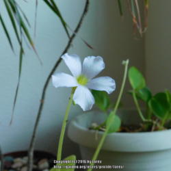 Location: At home indoors - San Joaquing County, CA
Date: 2016-06-04
Newly acquired Pinguicula gigantea has an existing bloom