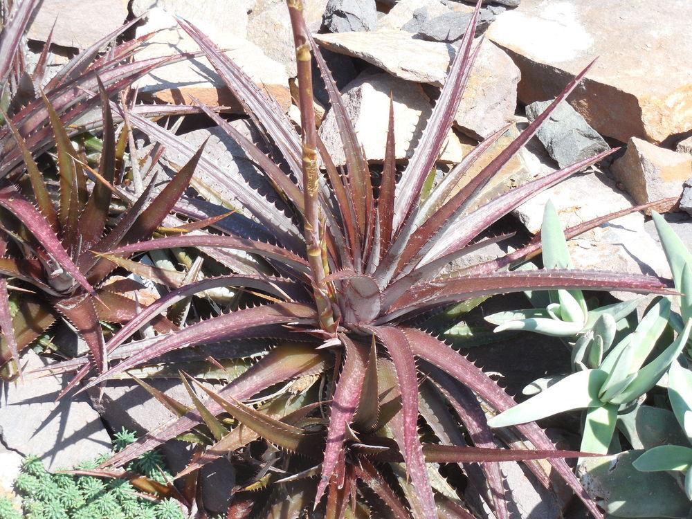Photo of Dyckia 'Red Devil' uploaded by wcgypsy