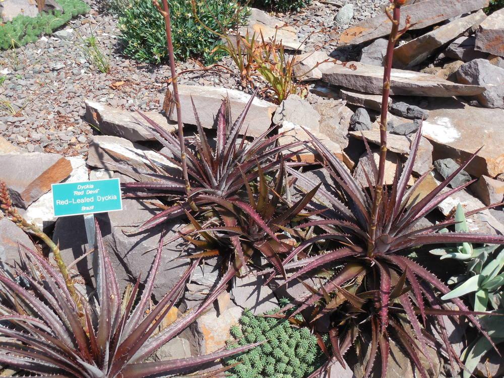 Photo of Dyckia 'Red Devil' uploaded by wcgypsy