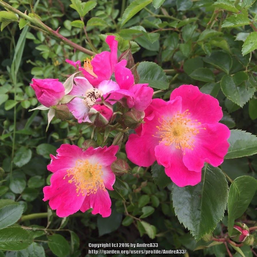 Photo of Rose (Rosa 'American Pillar') uploaded by AndreA33