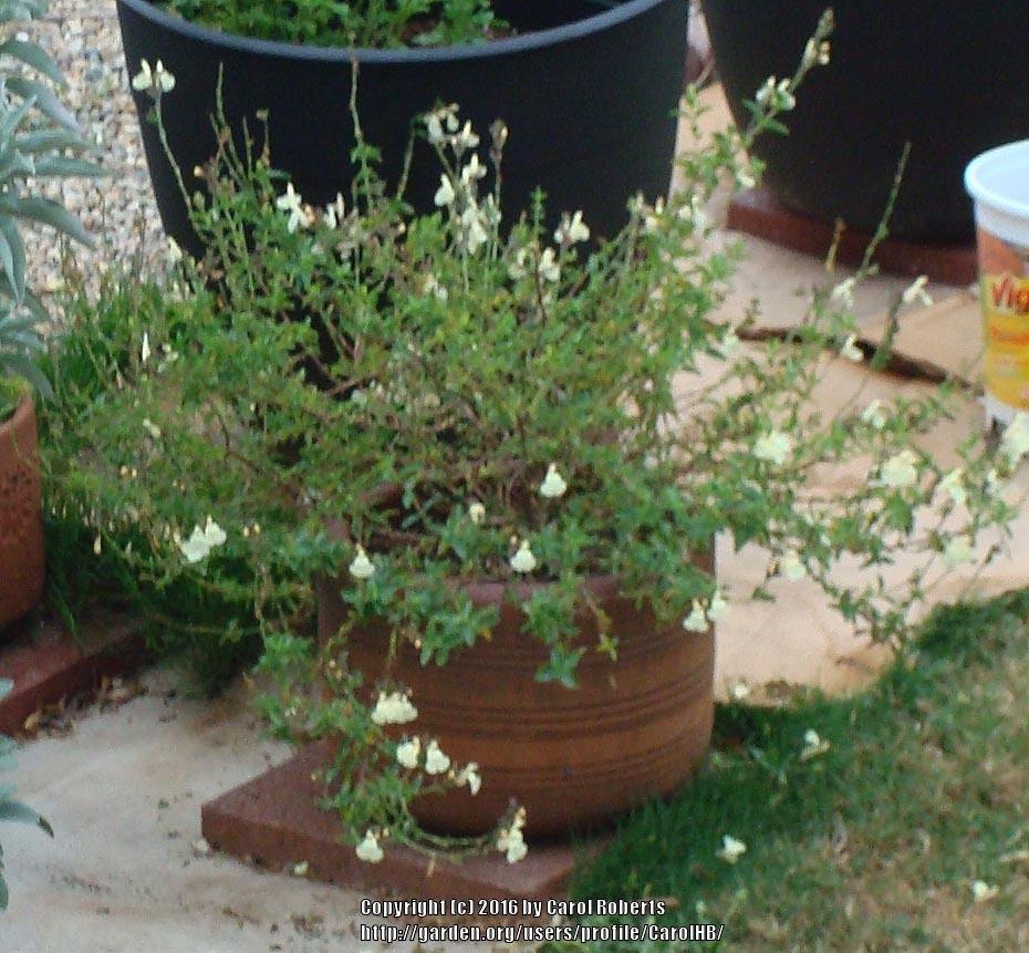 Photo of Sage (Salvia x jamensis 'Primrose Pearl') uploaded by CarolHB