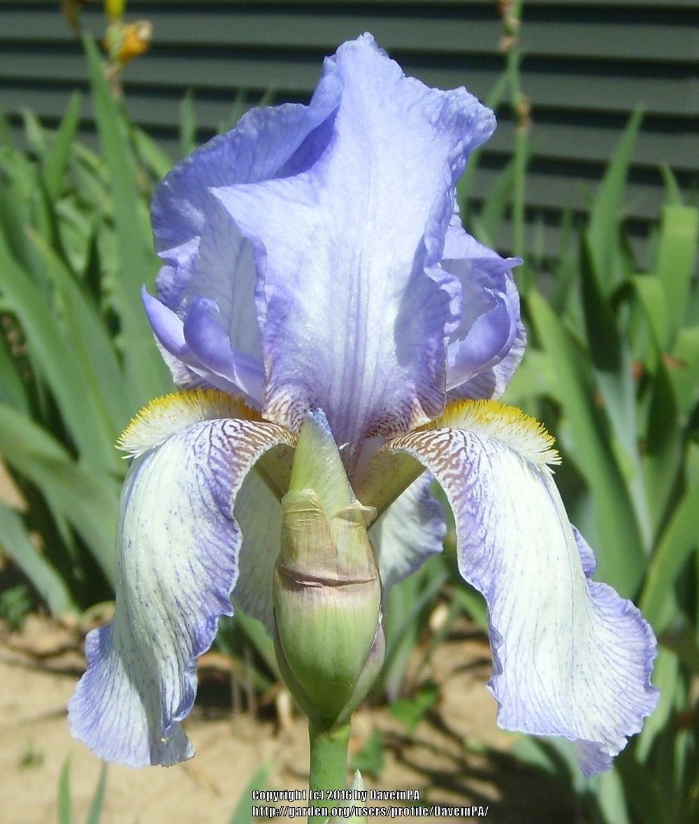 Photo of Tall Bearded Iris (Iris 'Nassak') uploaded by DaveinPA
