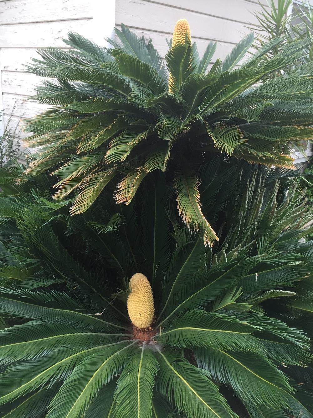Photo of Sago Palm (Cycas revoluta) uploaded by Englishgardener