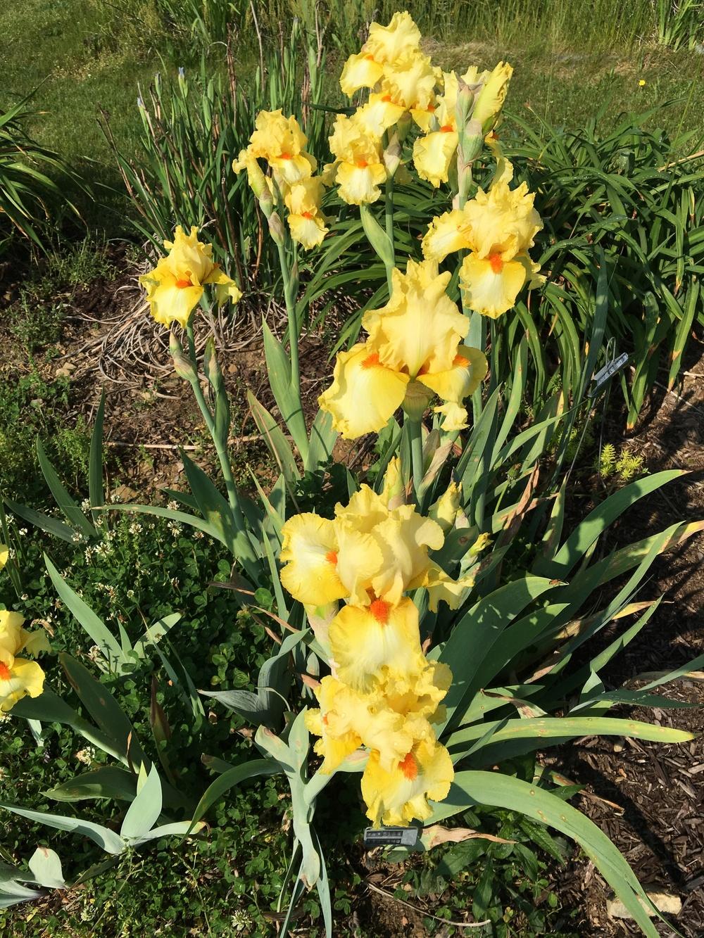 Photo of Tall Bearded Iris (Iris 'Martile Rowland') uploaded by Misawa77