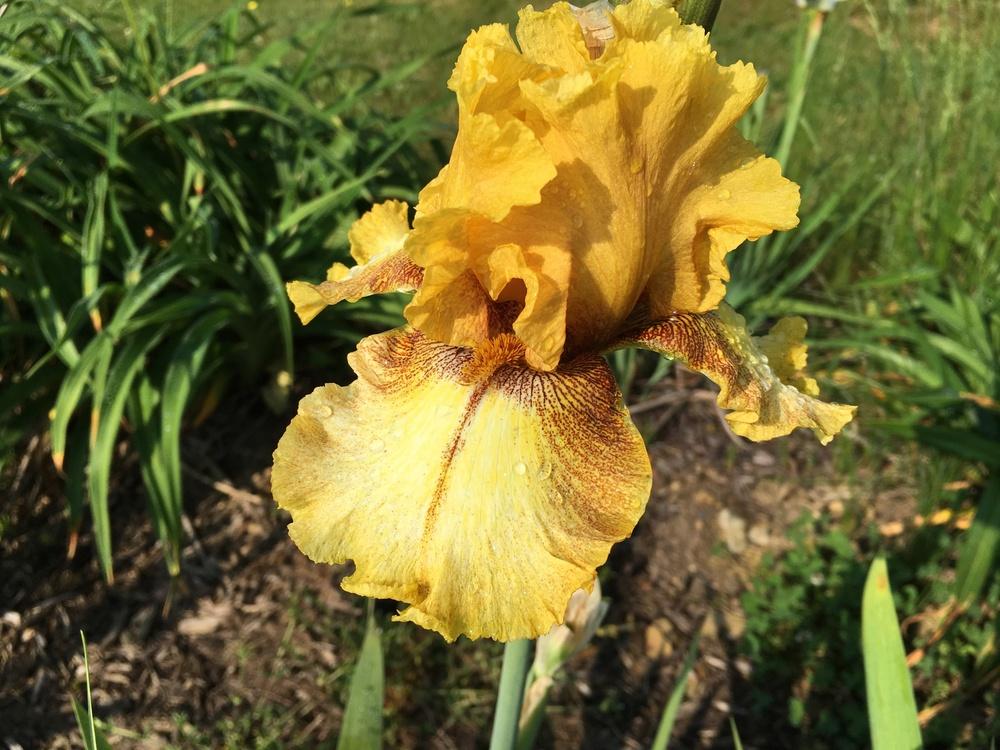 Photo of Tall Bearded Iris (Iris 'Spiced Lemon') uploaded by Misawa77