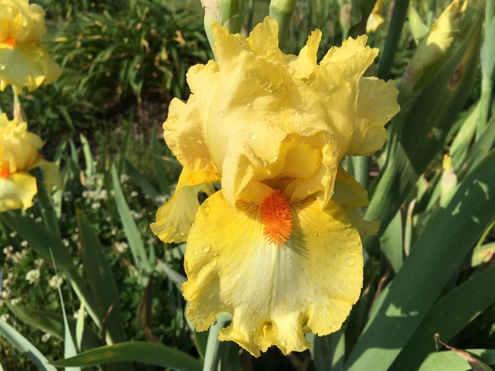 Photo of Tall Bearded Iris (Iris 'Martile Rowland') uploaded by Misawa77