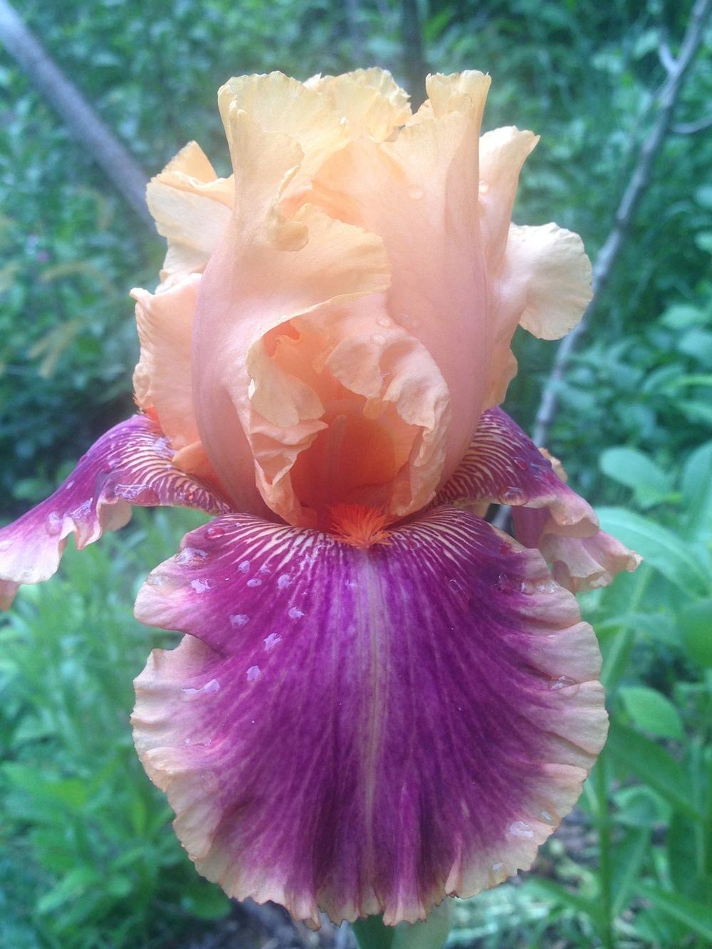 Photo of Tall Bearded Iris (Iris 'Aardvark Lark') uploaded by SpringGreenThumb