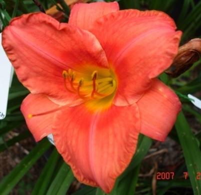 Photo of Daylily (Hemerocallis 'South Seas') uploaded by Sscape