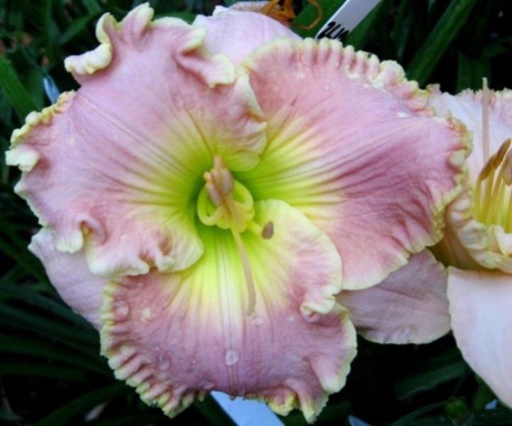 Photo of Daylily (Hemerocallis 'South Pacific') uploaded by Sscape