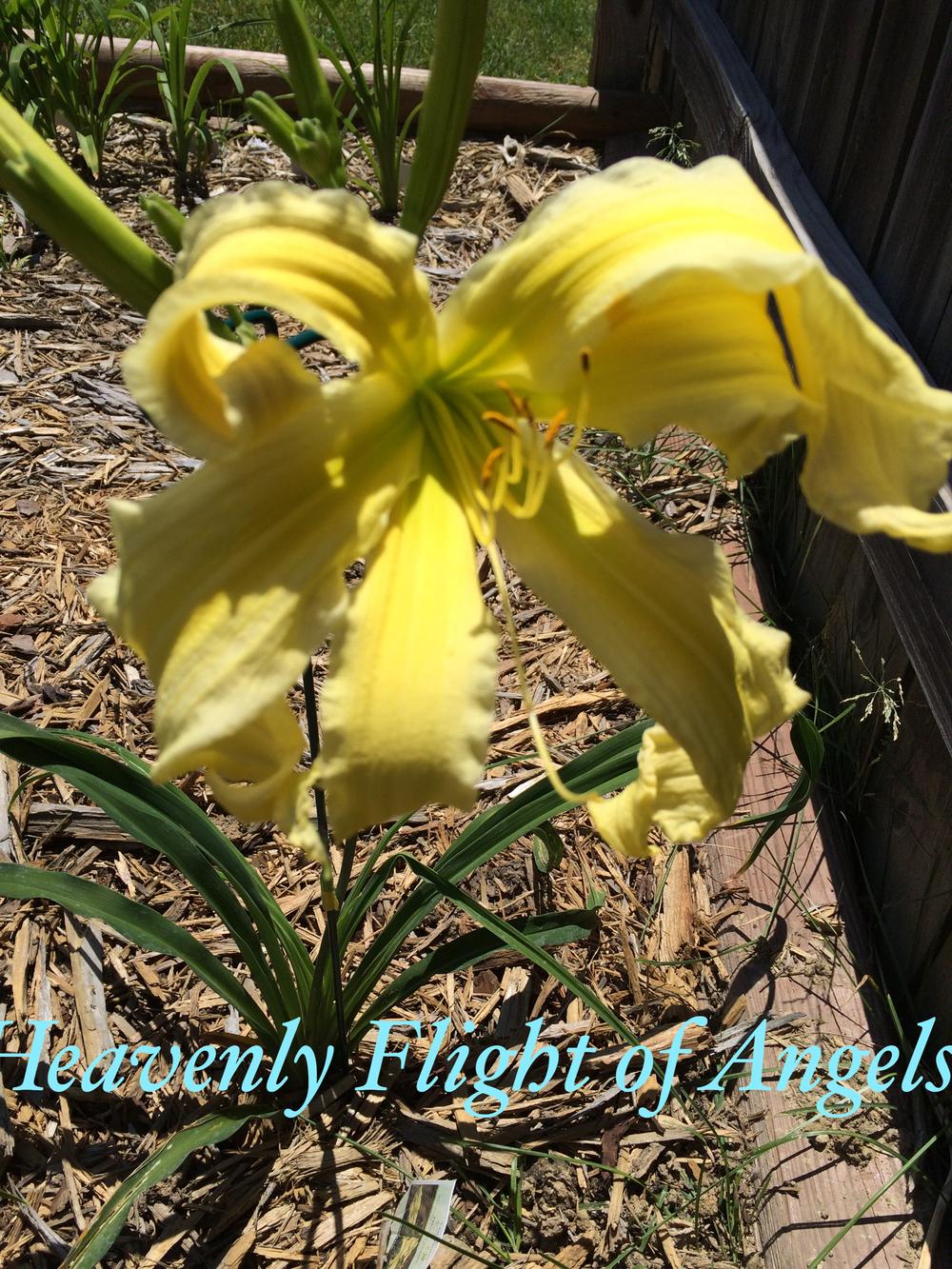 Photo of Daylily (Hemerocallis 'Heavenly Flight of Angels') uploaded by cwild2007