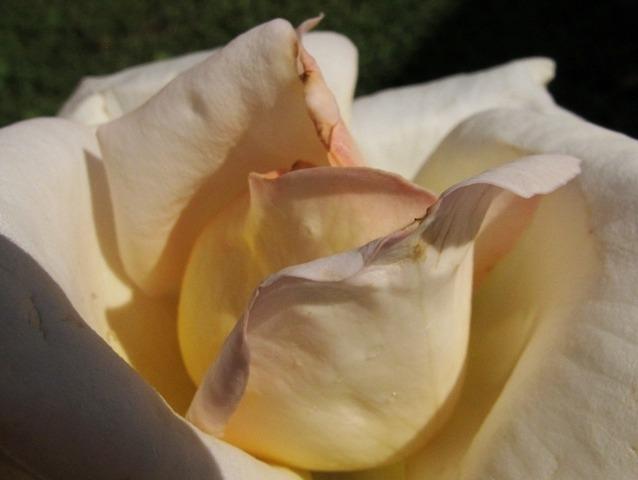 Photo of Rose (Rosa 'Caroline Victoria') uploaded by darksome