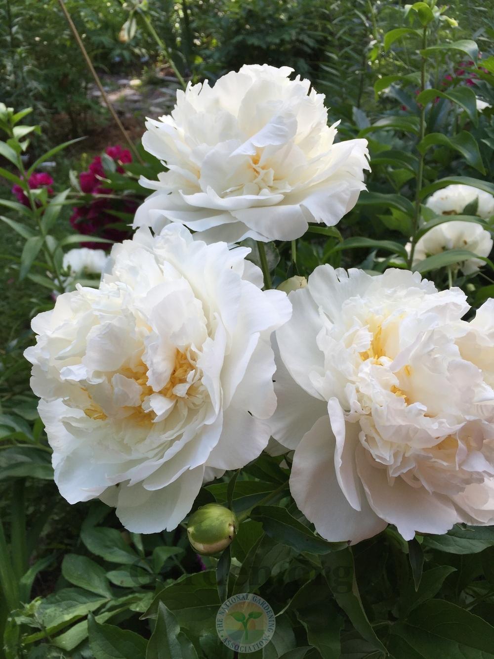 Photo of Peony (Paeonia lactiflora 'Cheddar Surprise') uploaded by magnolialover