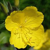 Sundrops begin to add some color to the garden on 7 June 2016.