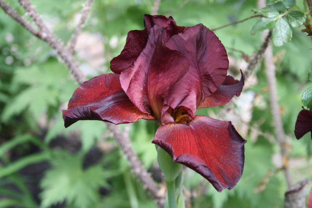 Photo of Tall Bearded Iris (Iris 'Spartan') uploaded by touchofsky