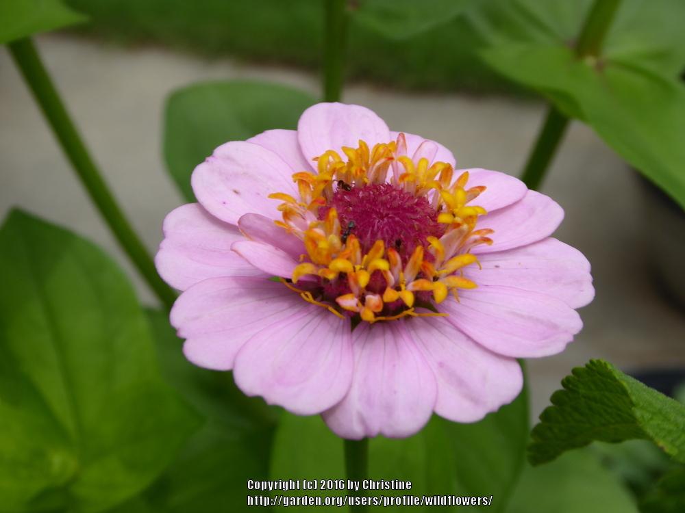 Photo of Scabious Flowered Zinnia (Zinnia elegans 'Scabiosaflora Mix') uploaded by wildflowers